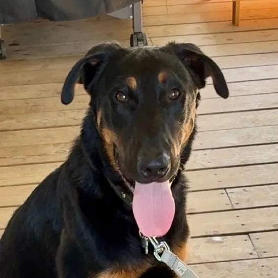 chien de Sabrina Lecomte
