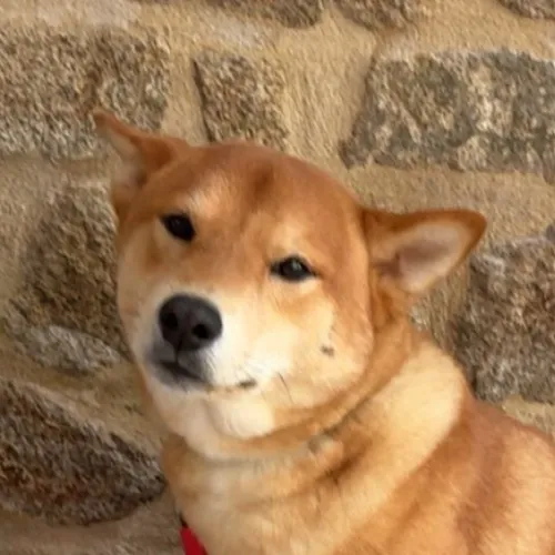 chien de Laurie le clinff