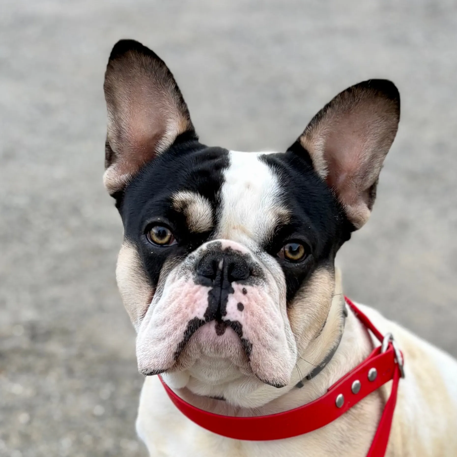 chien de Emmeline prado