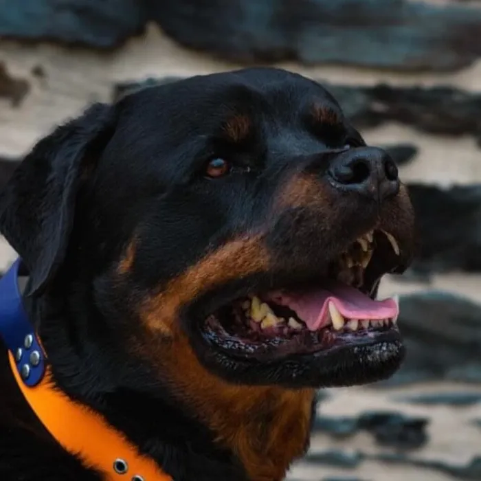 chien de Fanny le carff